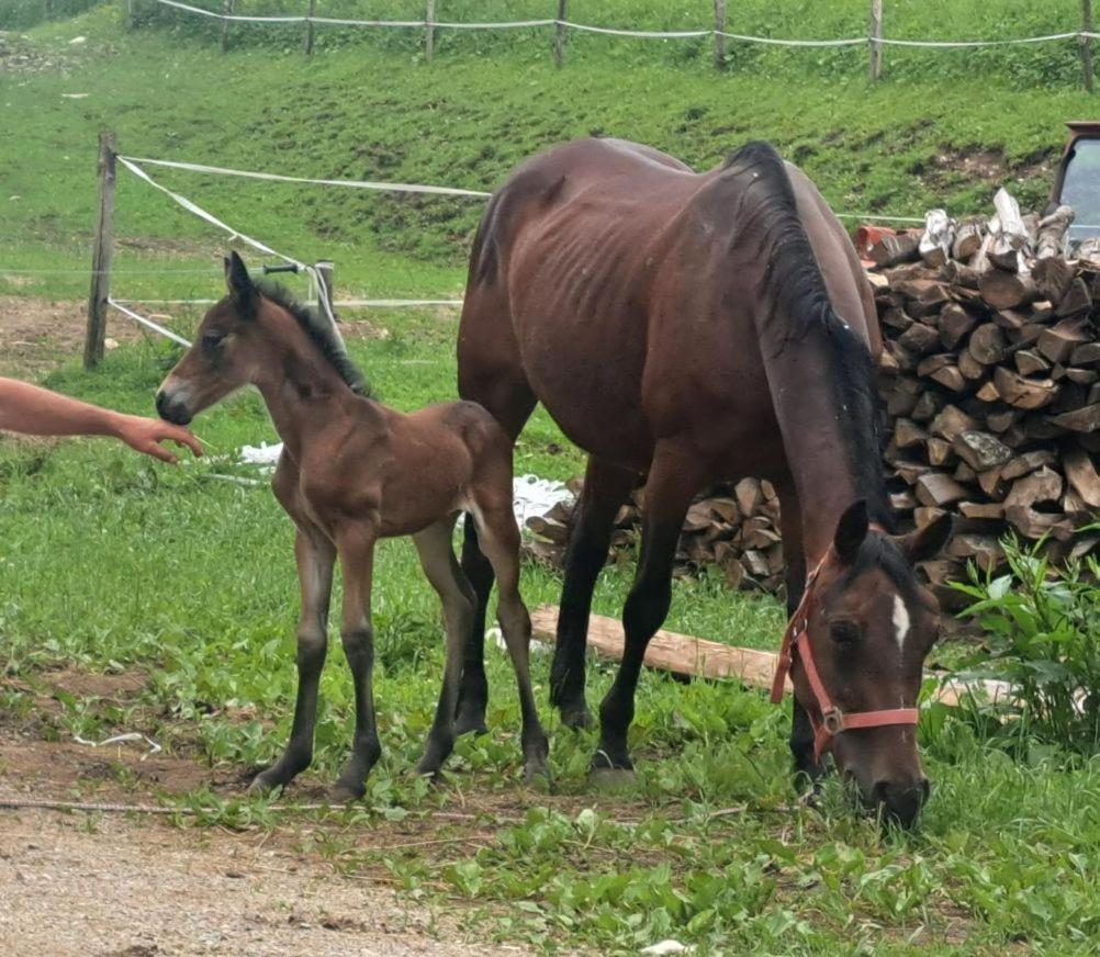 Tourist Farm Pr' Maretc Appartement Bohinjska Bistrica Buitenkant foto